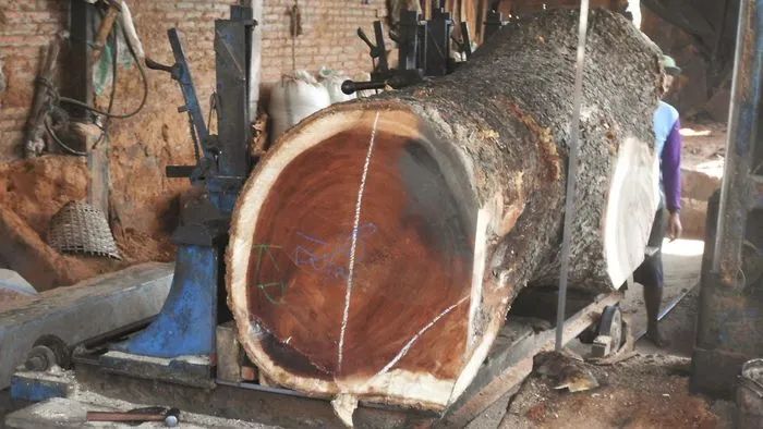 Live edge wood slab sawmill preparation