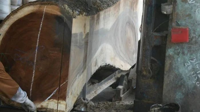 Live edge wood slab on the head saw