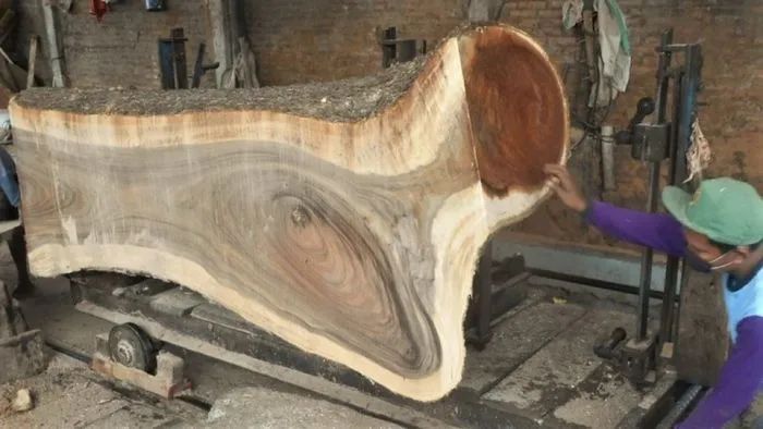 Thick live edge wood slab in sawmill